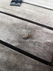 Coniocleonus excoriatus