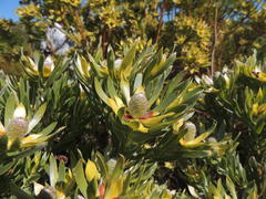 Leucadendron floridum