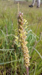 Echiostachys incanus