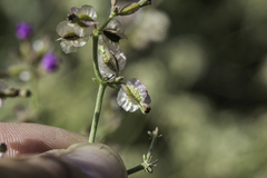 Acleisanthes chenopodioides