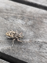 Coniocleonus excoriatus