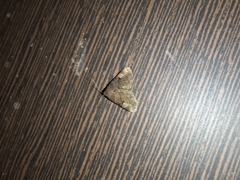 Erebidae