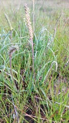 Echiostachys incanus