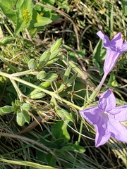 Ruellia nudiflora nudiflora