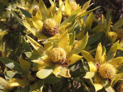 Leucadendron floridum