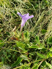 Ruellia nudiflora nudiflora