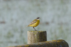 Motacilla flava iberiae