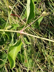 Ruellia nudiflora nudiflora