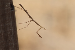Bistanta mexicana