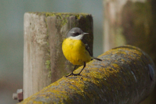 Spanish Wagtail