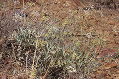 Eriogonum brevicaule cottamii