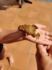 Bufo spinosus