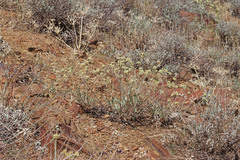 Eriogonum brevicaule cottamii