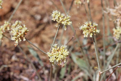 Eriogonum brevicaule cottamii