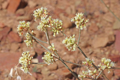 Eriogonum brevicaule cottamii