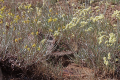Eriogonum brevicaule cottamii