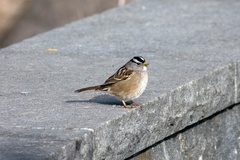 Zonotrichia leucophrys