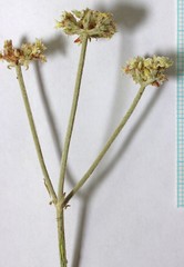 Eriogonum brevicaule cottamii