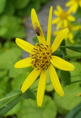 Arnica amplexicaulis