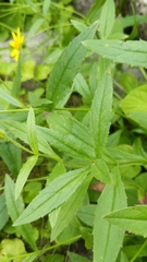 Arnica amplexicaulis