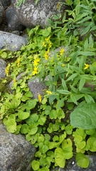 Arnica amplexicaulis