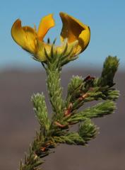 Aspalathus triquetra