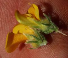 Aspalathus triquetra