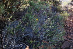 Aspalathus triquetra