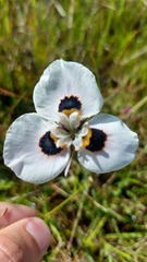 Moraea villosa
