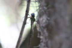 Triacanthagyna caribbea