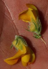 Aspalathus triquetra