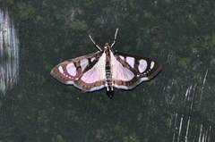 Glyphodes quadrimaculalis