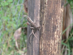 Anolis sagrei