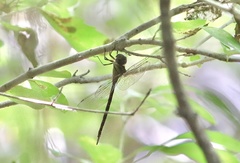 Triacanthagyna caribbea