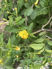Mirabilis jalapa