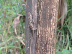 Anolis sagrei