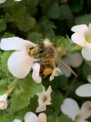 Apis mellifera