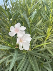 Nerium oleander