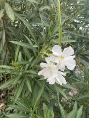 Nerium oleander