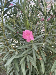 Nerium oleander