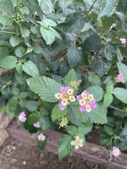 Lantana camara