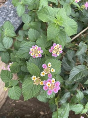 Lantana camara