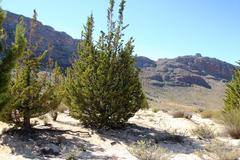 Widdringtonia wallichii