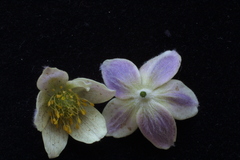 Anemonastrum