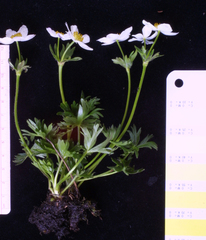 Anemonastrum