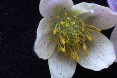 Anemonastrum