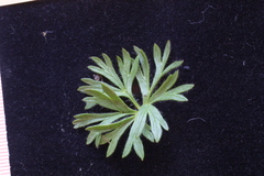 Anemonastrum