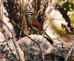Emberiza capensis capensis