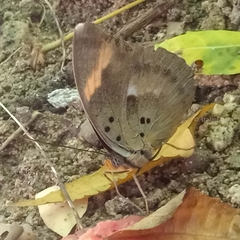 Euphaedra medon medon