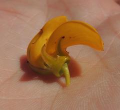 Cyclopia genistoides